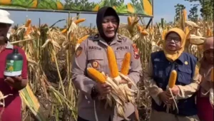 Testimoni-Penggunaan-Khoshban