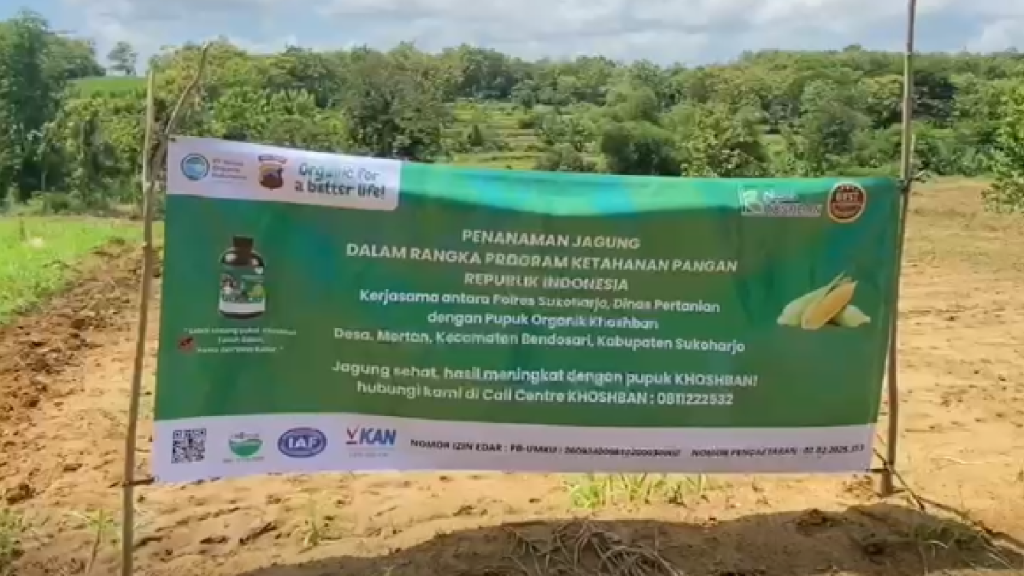 penanaman jagung di sukoharjo