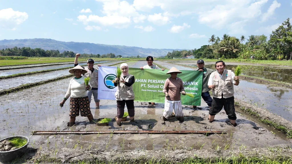 proses penanaman bibit padi