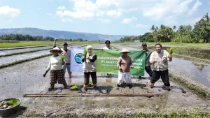 proses penanaman bibit padi